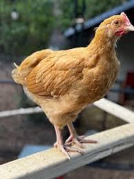 Desi chicks