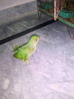 birds