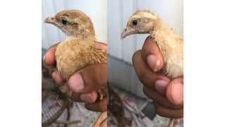 Pure Healthy Irani Teetar Chicks Pair (Full Active)