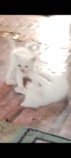 i am selling my persion cats baby pair ye 3 months k hone wale hen.