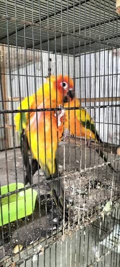 sunconure