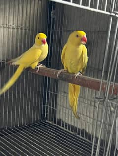 Yellow Ringneck Breeder Pair For Sale