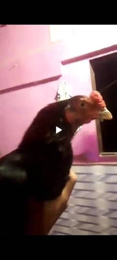 asel lsani murga