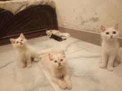 2 month Persian kitten male and female