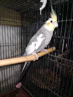 cockatiel male