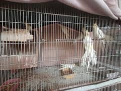 pairs chicks barhy pathy