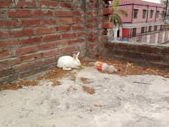 Beautiful white rabbits