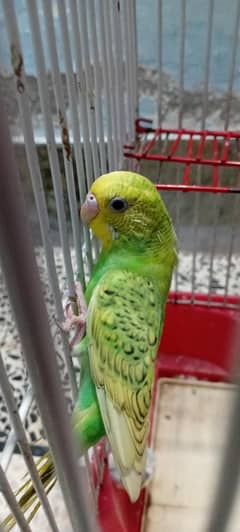 Budgie parrot (female)