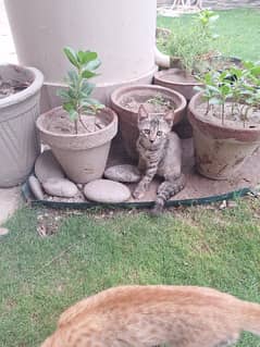 kittens