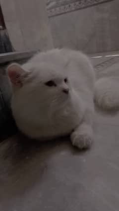 8 months,lives in a family