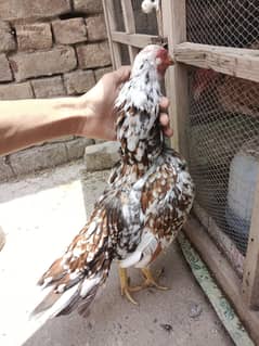 cheeni phatti available for sale