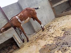 bakri