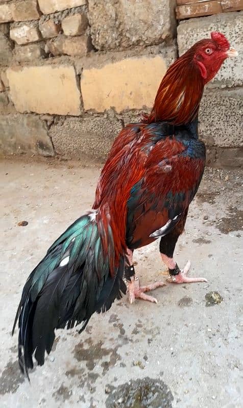 aseel murga - Hens - 1102713544