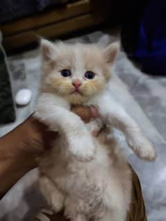 30 days age kitten available pree booking available punch face triple