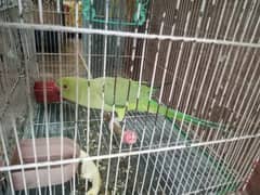 Talking parrot