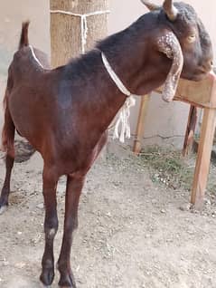 Bakra