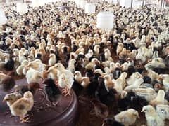 Golden Misri / desi  / Hens/ Chicks for sale. .