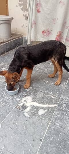 Garman shafad dog femal vaccinated 3 months what’s app 03255716252