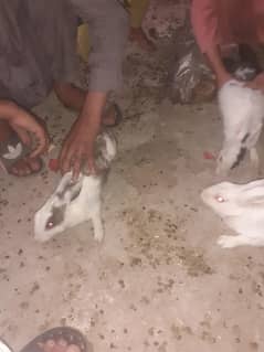 4 rabit