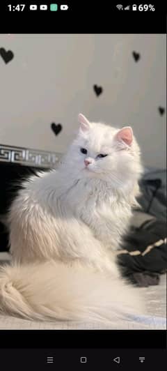 Persian cat age 7 month old
