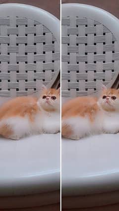 3months kitten