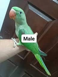 self raw male fullu active and tame