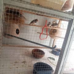 finch and java breader pair with cage