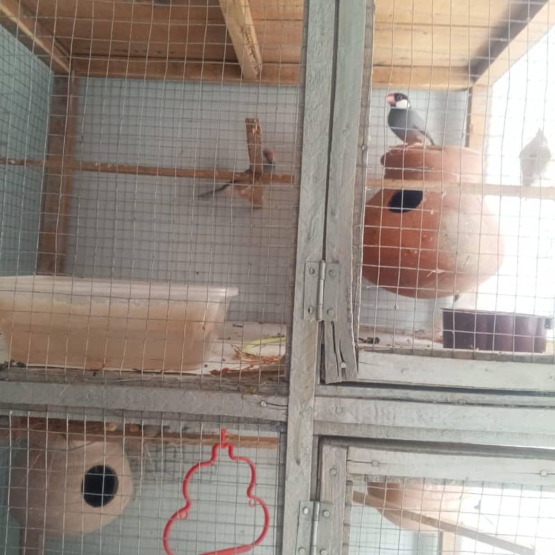 finch and java breader pair with cage 1