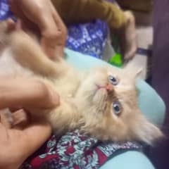 Persian cat