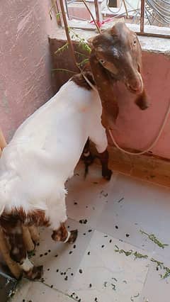 RS. 15000/- FEMALE KID URGENT SALE