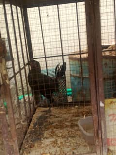 chicken's