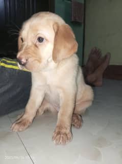 Labrador puppy female