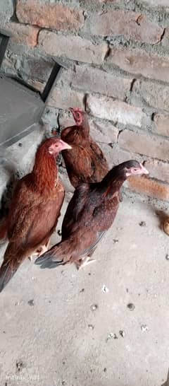 aseel or pure Desi murgiyain available hain