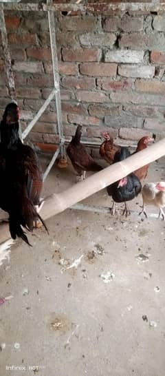 aseel or pure Desi murgiyain available hain