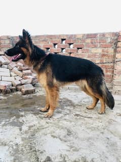 german shepherd male for sale