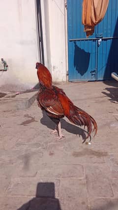 Pure Aseel Murga for Sale