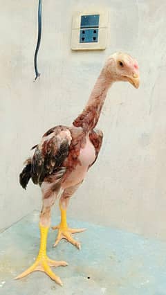 shame pair for sale  03191753146 call on whatsapp