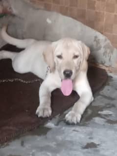 Labrador