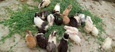healthy and active male and female 030358456813