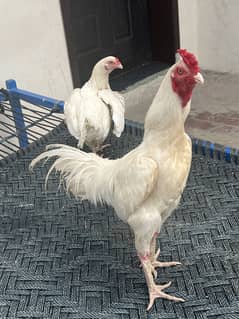 Heera aseel pair