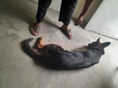 German shepherd Female vaccinated dog
