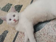 kitten