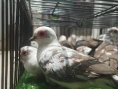 Diamond Pied | Blue Pied | Red Pied | Common Red Dove