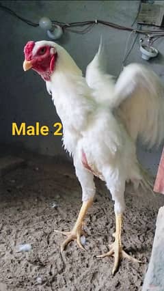White Oh Shamo | king size shamo | Shamo Chicks | Shamo aseel | Shamo