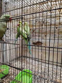 cocktail bird's