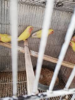 common Latino red eyes strong blood line home breed phaty