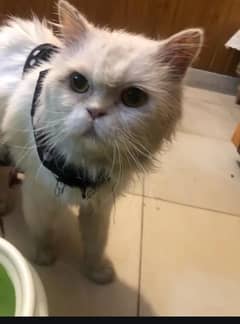 persiam male cat yellow eyes semi punch face
