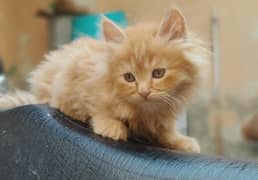 Persian Cat Long Hair