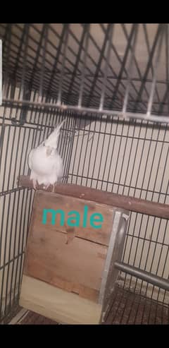 cocktail parrot and cage for sale  cocktail toty