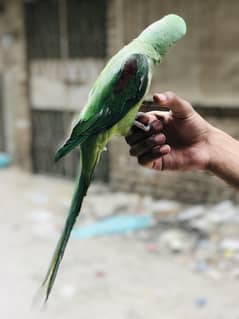 Pahari